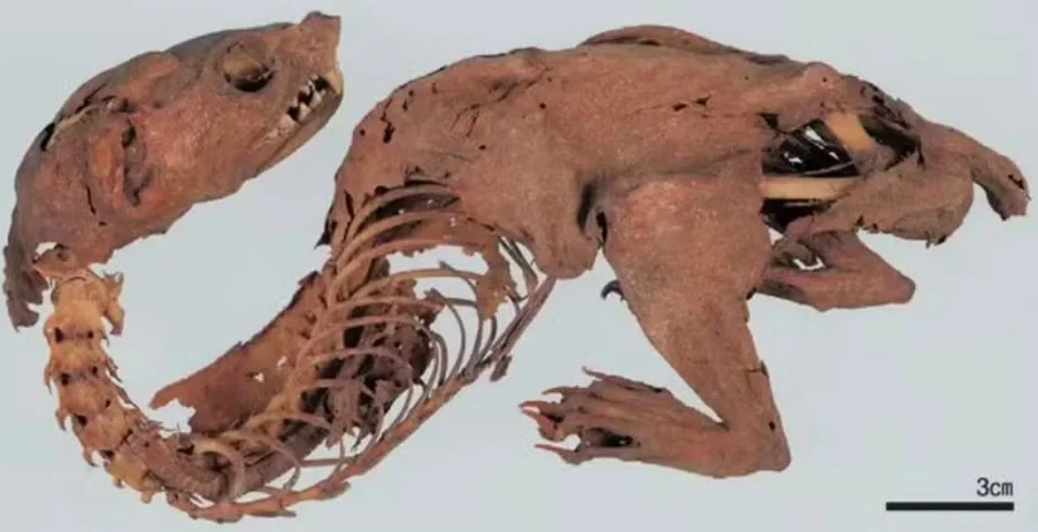 A criatura mumificada era conhecida como "drag&atilde;o arco-&iacute;ris" no Jap&atilde;o. (Cr&eacute;ditos: Reprodu&ccedil;&atilde;o)